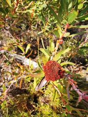 Protea witches broom phytoplasma