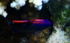 Pomacentrus bankanensis