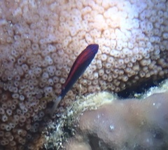 Pomacentrus bankanensis