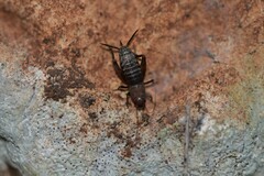 Paramogoplistes novaki