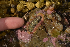 Onithochiton quercinus