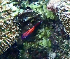 Pomacentrus bankanensis