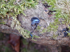 Geotrupidae
