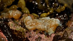 Aplidium