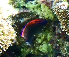 Pomacentrus bankanensis