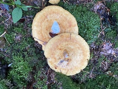 Lactarius deterrimus
