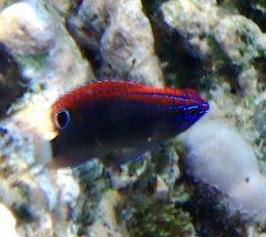 Pomacentrus bankanensis