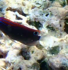 Pomacentrus bankanensis