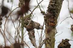 Chloropicus fuscescens