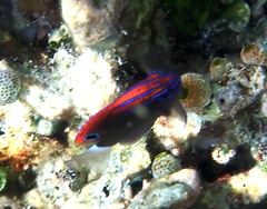 Pomacentrus bankanensis