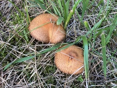 Lactarius deterrimus