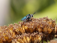 Thalestria spinosa