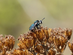 Thalestria spinosa