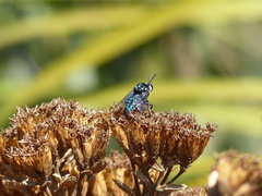 Thalestria spinosa