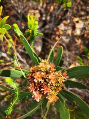 Protea witches broom phytoplasma