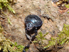 Geotrupidae