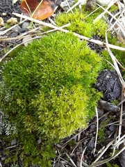 Syntrichia