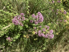Lactarius deterrimus