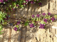 Lactarius deterrimus