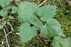 Erythroneura integra