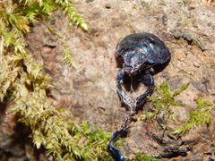 Geotrupidae