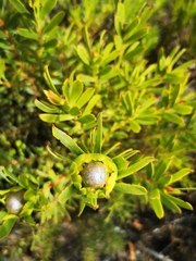 Leucadendron meridianum
