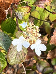 Viburnum lantanoides