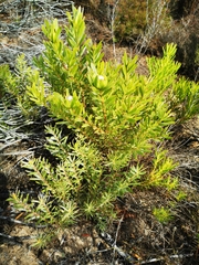 Leucadendron meridianum