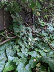 Cephalanthera damasonium