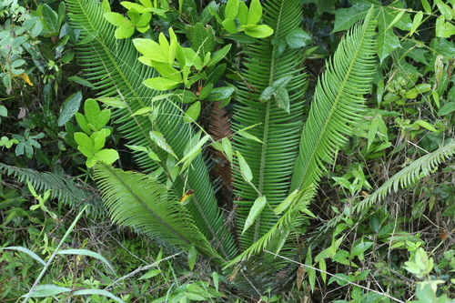 Image of Dioon edule by (c) Adrianh M. Orozco, some rights reserved (CC BY)
