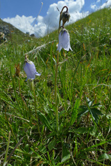 Campanula barbata