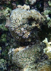 Galaxea fascicularis