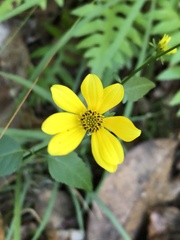 Bidens mitis