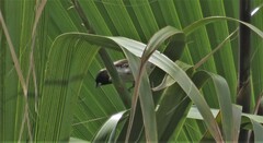 Spermestes cucullata scutata