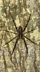 Acanthoctenus