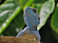 Acanthocercus atricollis