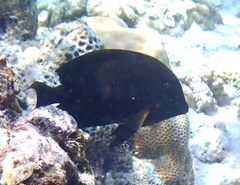 Acanthuridae