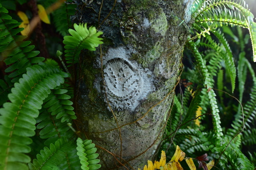Sphaeropteris mertensiana observed 2016-11-25