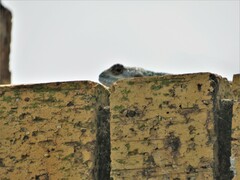 Acanthocercus atricollis