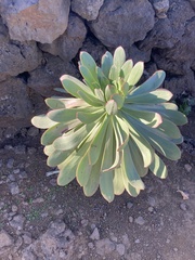 Aeonium urbicum image