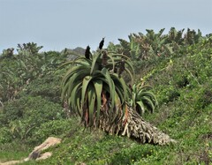 Aloe thraskii