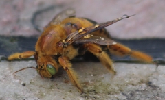 Neoxylocopa