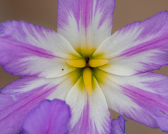 Leucocoryne coquimbensis