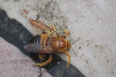 Neoxylocopa