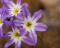 Leucocoryne coquimbensis