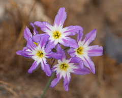 Leucocoryne coquimbensis