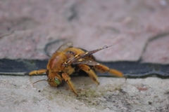Neoxylocopa