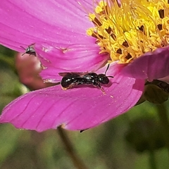 Ceratina
