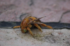 Neoxylocopa