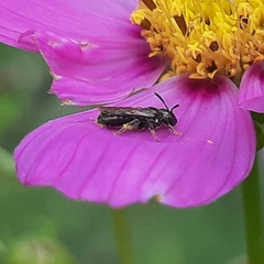 Ceratina